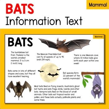 家中出現蝙蝠|蝙蝠資訊站 Bats information about Taiwan